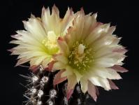 Thumbnail of 1120_Neochilenia dimorpha_20140512(1).JPG